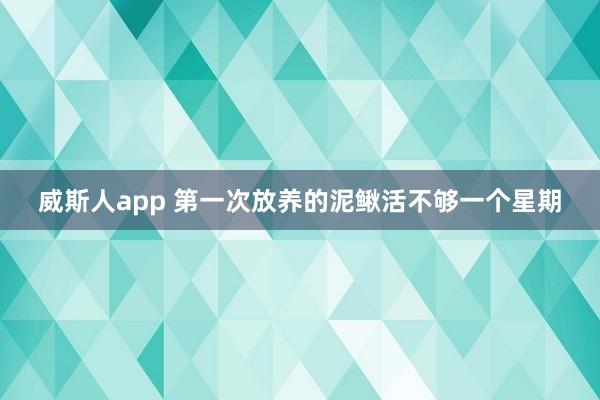 威斯人app 第一次放养的泥鳅活不够一个星期